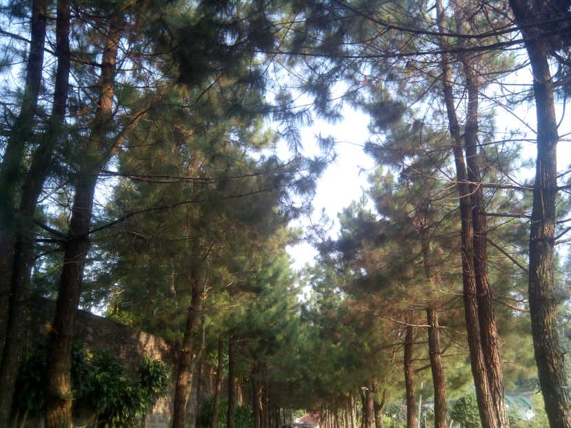 Forest Walk where you can breath fresh air