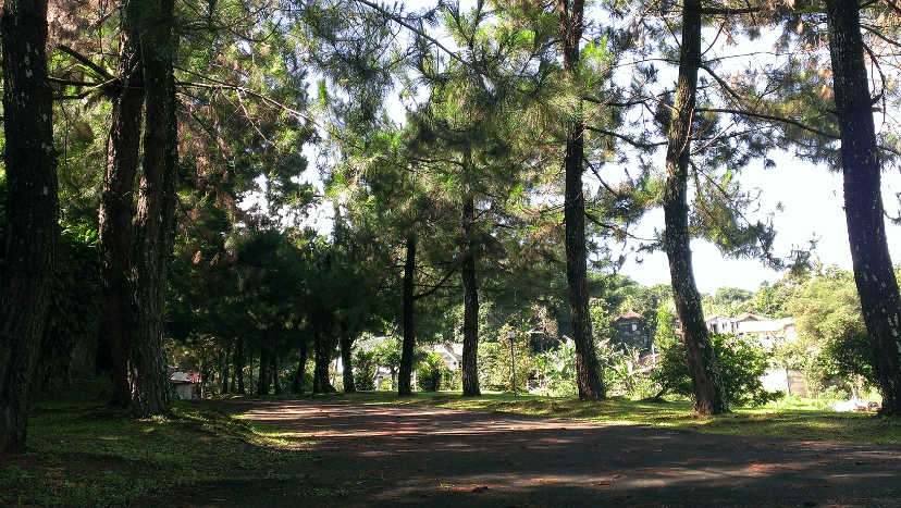 Private road in Puncak shaded by pine trees from the side