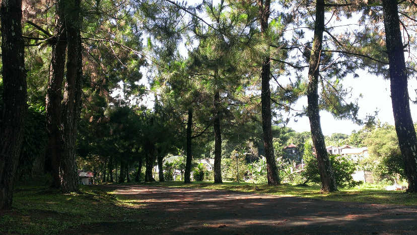 Jalan pribadi di Puncak dinaungi oleh pohon pinus dari samping